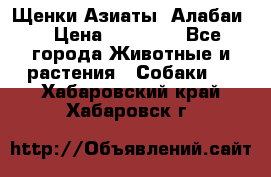 Щенки Азиаты (Алабаи) › Цена ­ 20 000 - Все города Животные и растения » Собаки   . Хабаровский край,Хабаровск г.